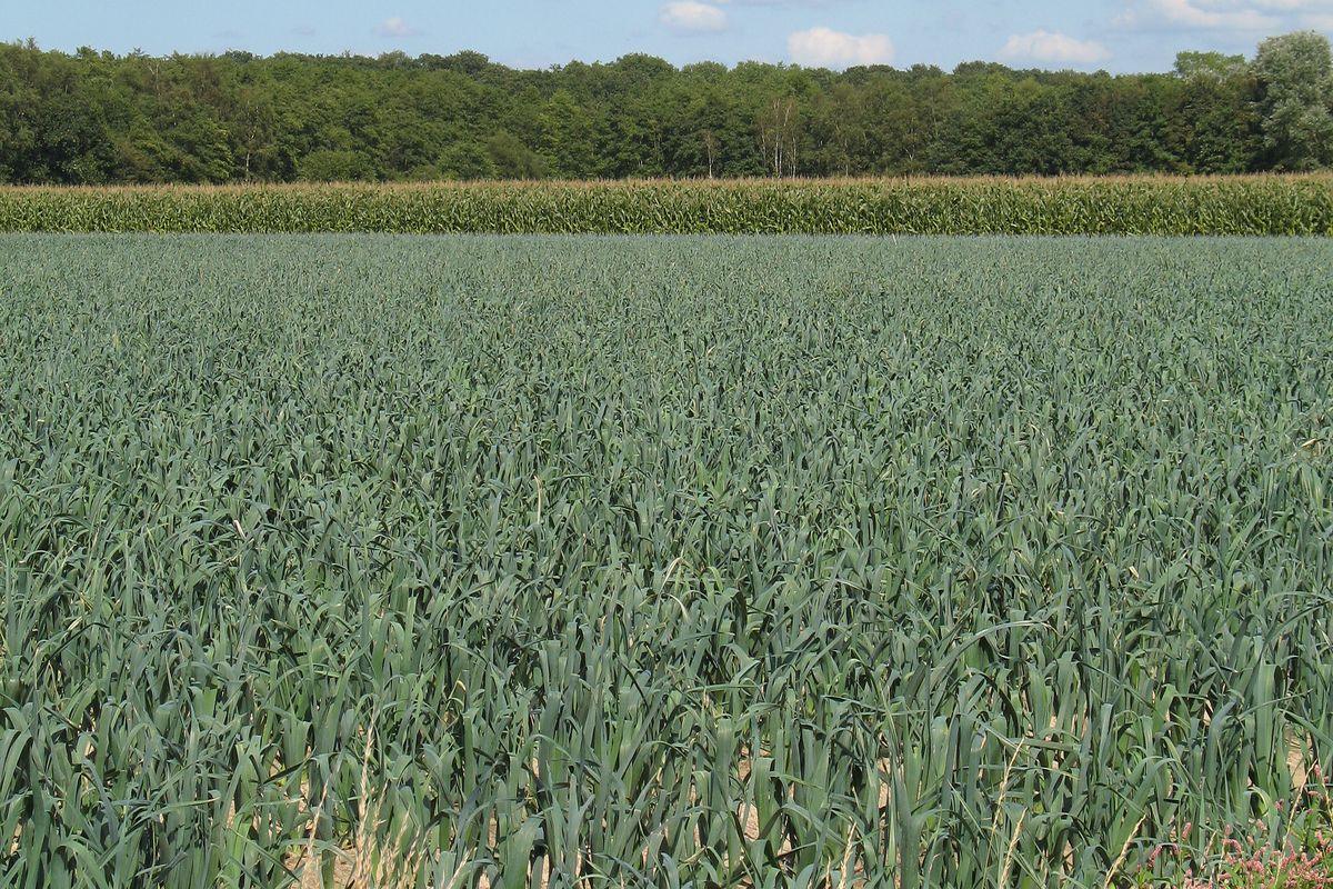 Een groot veld met groenten in volle grond, met een bomenrij aan de horizon.