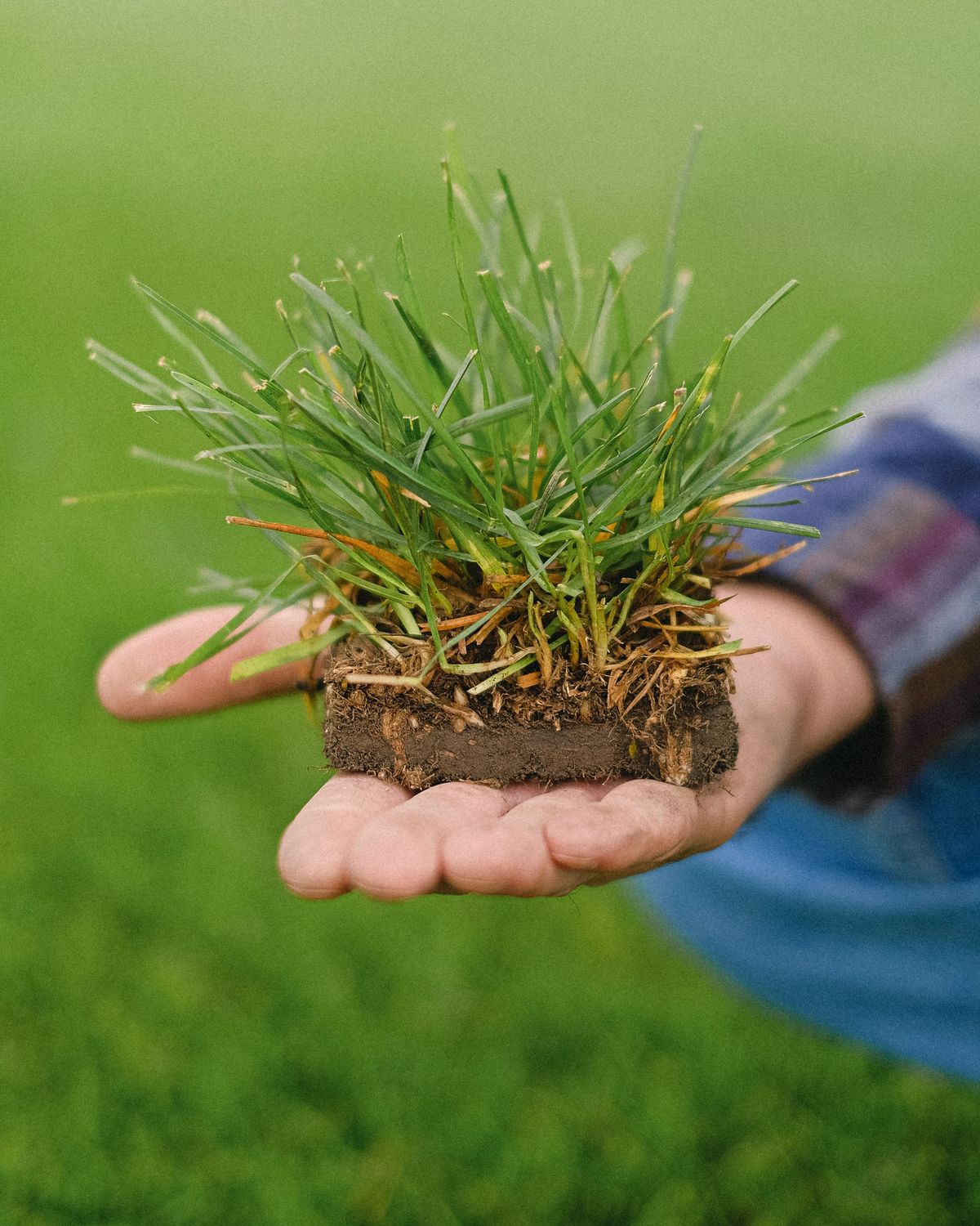Een open hand met een klein stuk graszode: gras bovenaan, wortels en grond eronder.
