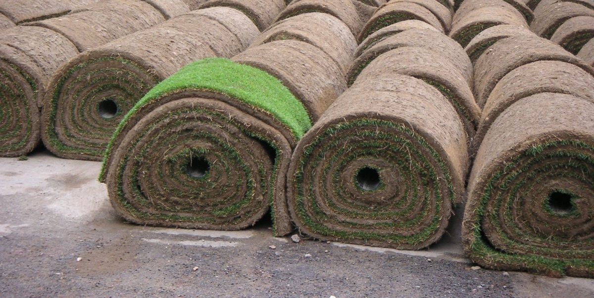 Rijen opgerolde graszoden naast elkaar, één rol ligt half open.